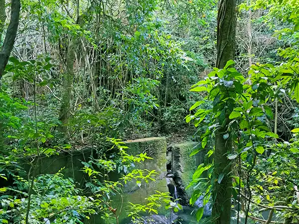 Rainforest St Kitts