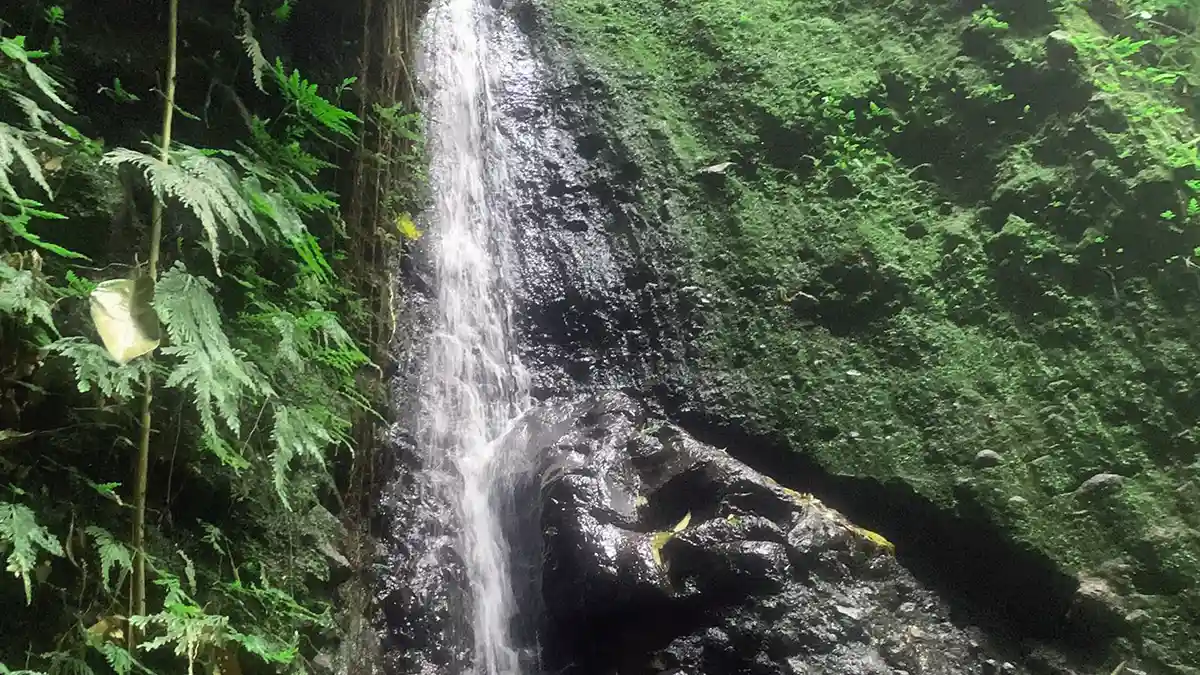 Rainforest waterfall St Kitts