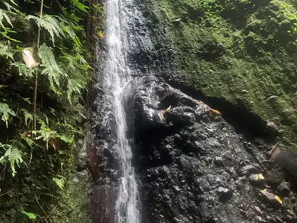 Rainforest Waterfall St Kitts